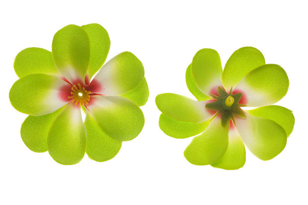 Zomerse bloem groen ca. 7 cm (10 stuks) - voor- en achterzijde