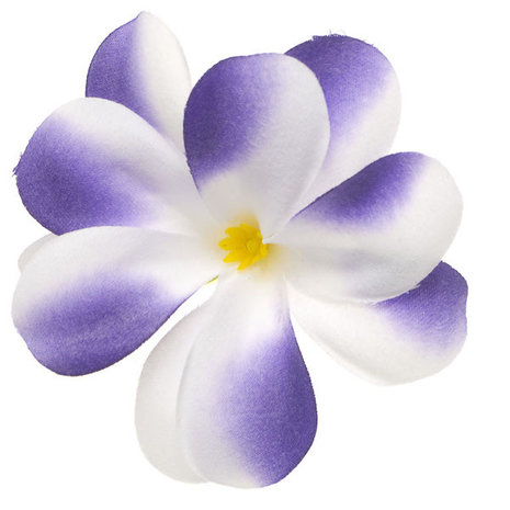 Zomerse bloem wit met paars ca. 7 cm (10 stuks)