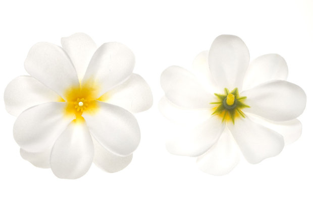 Zomerse bloem wit met geel hart ca. 7 cm (10 stuks) - voor- en achterzijde