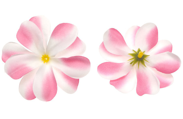 Zomerse bloem wit met roze ca. 7 cm (10 stuks) - voor- en achterzijde