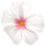 Zomerse bloem wit met roze hart ca. 7 cm (10 stuks) Zomerse bloem wit met roze hart ca. 7 cm (10 stuks)