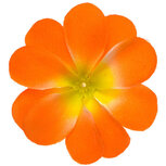 Zomerse bloem oranje ca. 7 cm (10 stuks) Zomerse bloem oranje ca. 7 cm (10 stuks)
