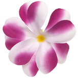 Zomerse bloem wit met aubergine ca. 7 cm (10 stuks) Zomerse bloem wit met aubergine ca. 7 cm (10 stuks)
