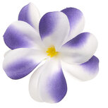 Zomerse bloem wit met paars ca. 7 cm (10 stuks) Zomerse bloem wit met paars ca. 7 cm (10 stuks)