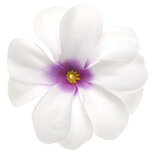 Zomerse bloem wit met paars hart ca. 7 cm (10 stuks) Zomerse bloem wit met paars hart ca. 7 cm (10 stuks)