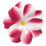 Zomerse bloem wit met cyclaam ca. 7 cm (10 stuks) Zomerse bloem wit met cyclaam ca. 7 cm (10 stuks)