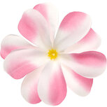 Zomerse bloem wit met roze ca. 7 cm (10 stuks) Zomerse bloem wit met roze ca. 7 cm (10 stuks)