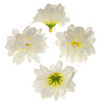 Chrysant wit met ronde blaadjes ca. 5 cm (10 stuks) Chrysant wit met ronde blaadjes ca. 5 cm (10 stuks)