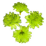 Chrysant groen met ronde blaadjes ca. 5 cm (10 stuks) Chrysant groen met ronde blaadjes ca. 5 cm (10 stuks)