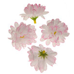 Chrysant wit/roze met ronde blaadjes ca. 5 cm (10 stuks) Chrysant wit/roze met ronde blaadjes ca. 5 cm (10 stuks)