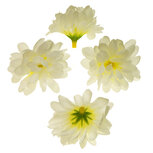 Chrysant vanille met ronde blaadjes ca. 5 cm (10 stuks) Chrysant vanille met ronde blaadjes ca. 5 cm (10 stuks)