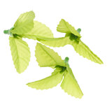 Groene blaadjes ca. 5 cm (ca. 100 stuks) Groene blaadjes ca. 5 cm (ca. 100 stuks)