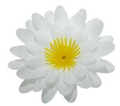 Gerbera wit stof klein ca. 6,5 cm (10 stuks) Gerbera wit stof klein ca. 6,5 cm (10 stuks)